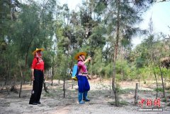 福建惠安小岞林场：盐碱荒滩育出绿色林海